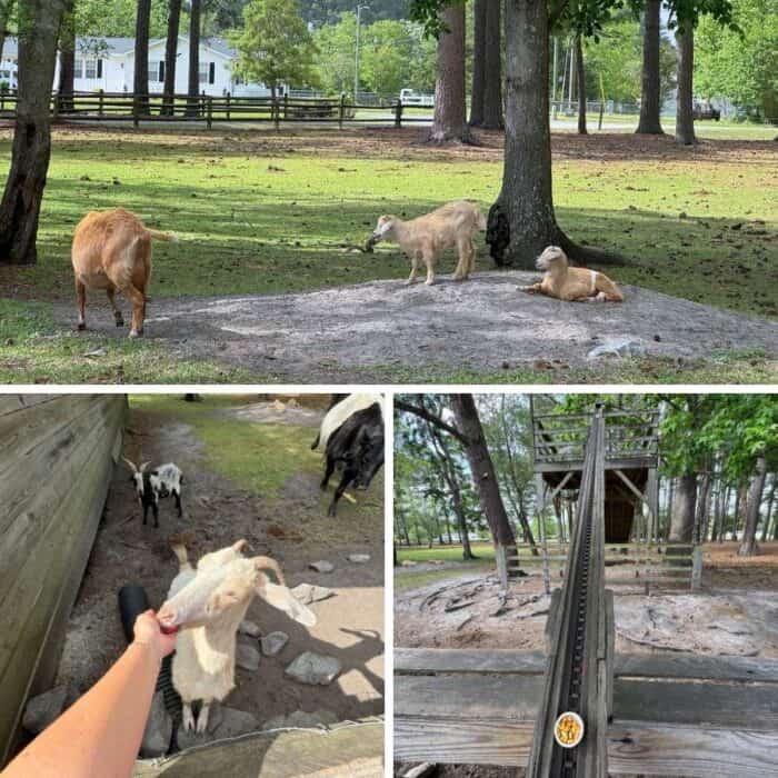 goats at Mike's Farm