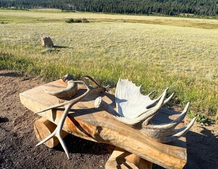 horns at Rocky Mountain National Park