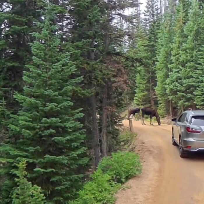 moose Old Fall River Road Rocky Mountain National Park in CO