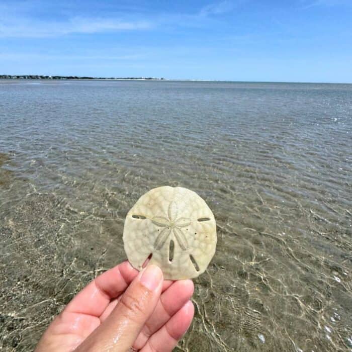 sand dollar eco-tour with Pogie’s Fishing Center NC