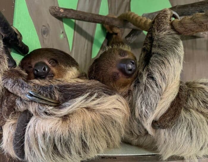 sloths at North Georgia Wildlife and Safari Park