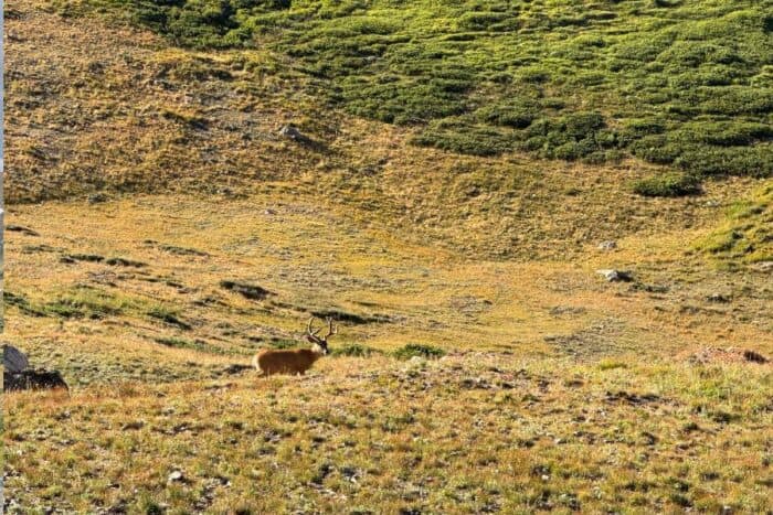 wildlife Alpine Visitor Center Rocky Mountain National Park