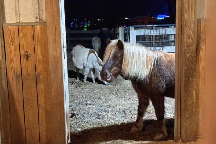 animals at Holidays on the Farm Winton Woods