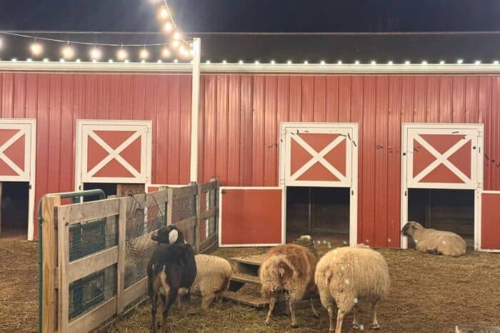 farm animals Holidays on the Farm Winton Woods