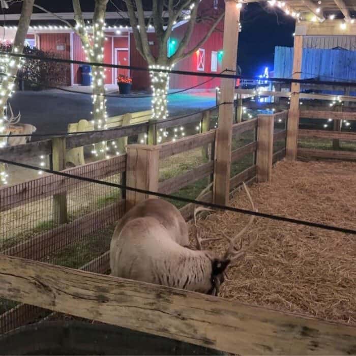 reindeer at Holidays on the Farm Winton Woods