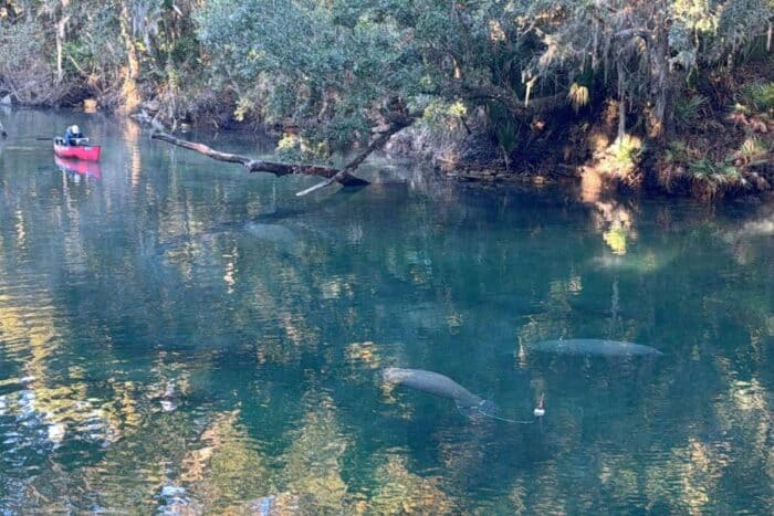 Manatees at Blue Spring State Park