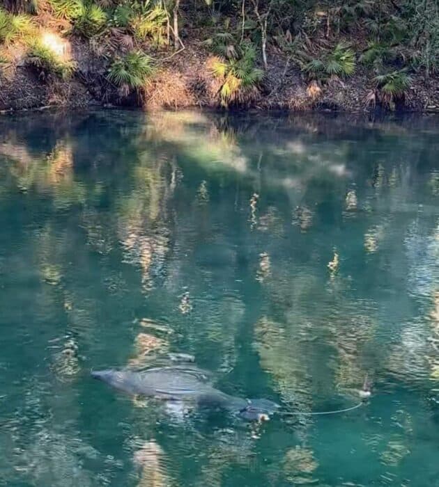 manatee tag at Blue Spring State Park in Florida