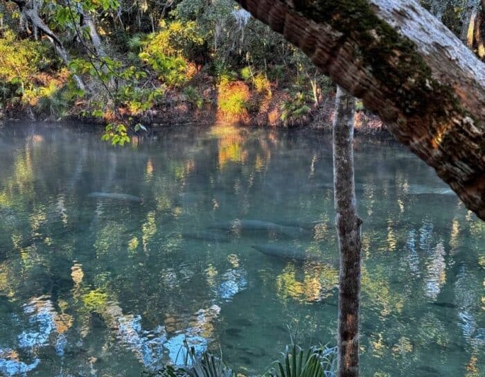 manatees at Blue Spring State Park