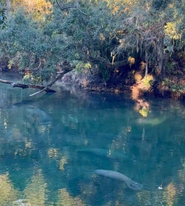 manatees at Blue Spring State Park in Florida