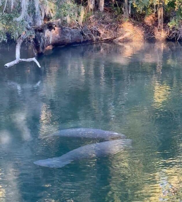 manatees at Blue Spring State Park in Florida