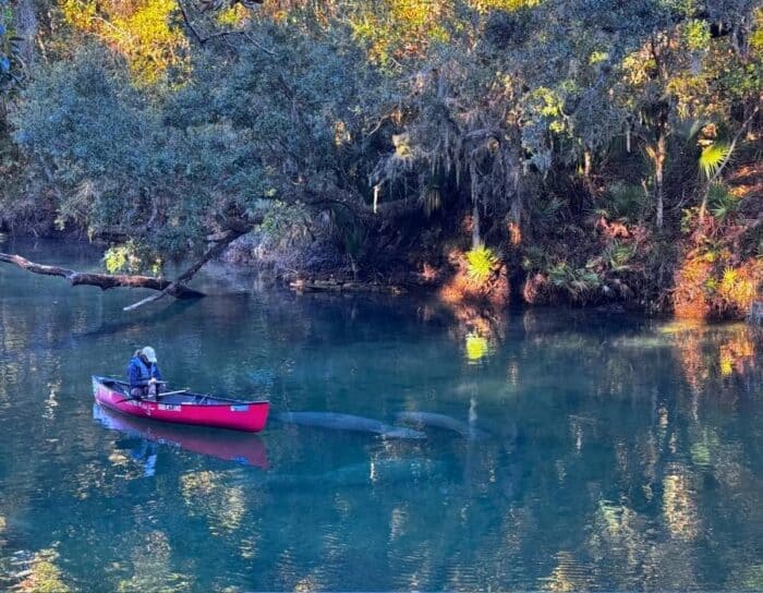 researcher observing manatees at Blue Spring State Park