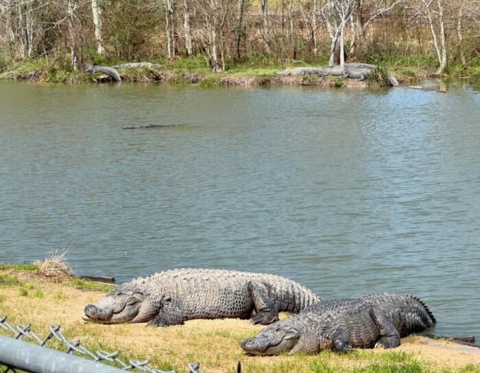 alligators at Alligator Alley Summerdale AL