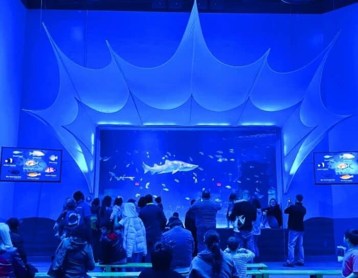 shark at Newport Aquarium in KY