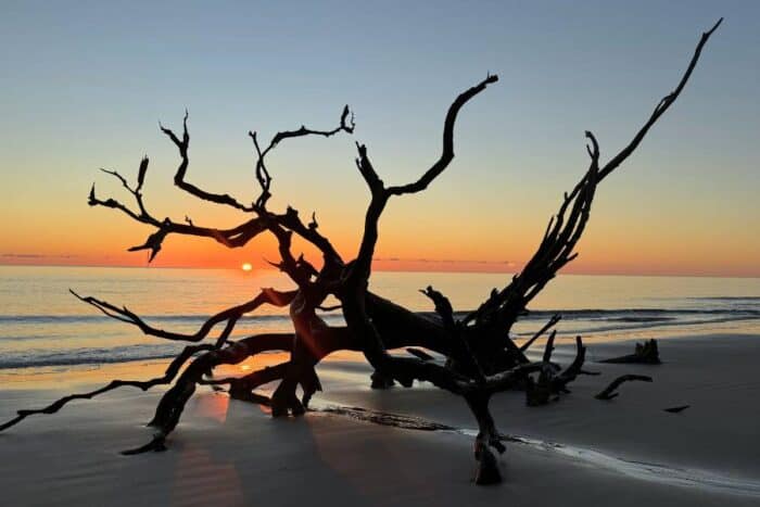 sunrise at Driftwood Beach Jekyll Island GA
