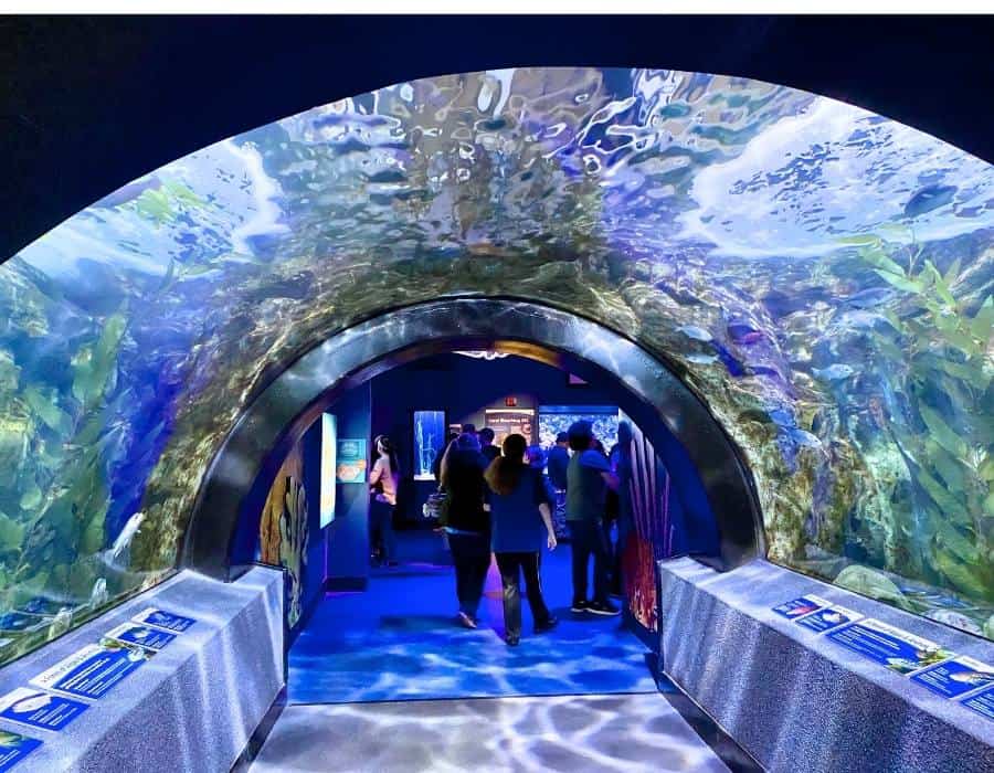 tunnel at Newport Aquarium