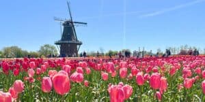 Tips for Experiencing the Tulip Time Festival in Holland, Michigan