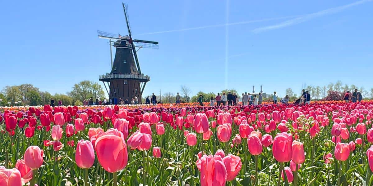 Tips for Experiencing the Tulip Time Festival in Holland, Michigan