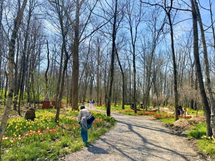 Tulip Trail at Blooms and Berries