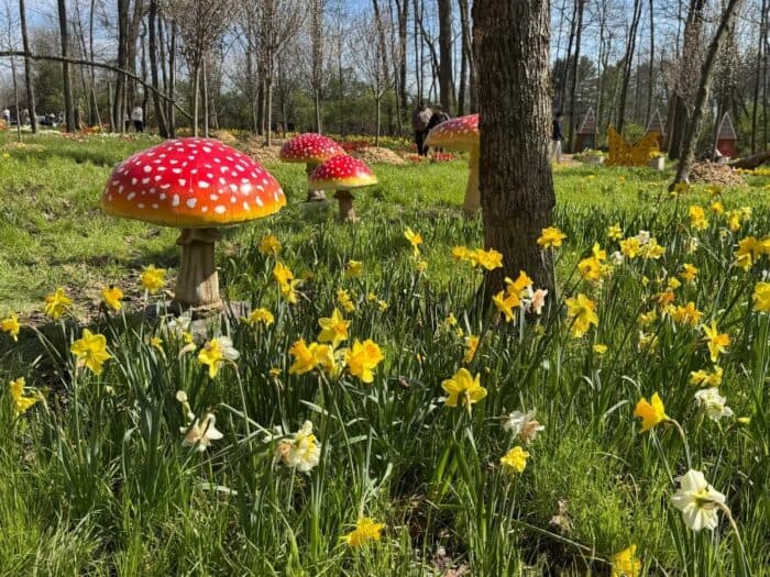 Tulip Trail at Blooms and Berries