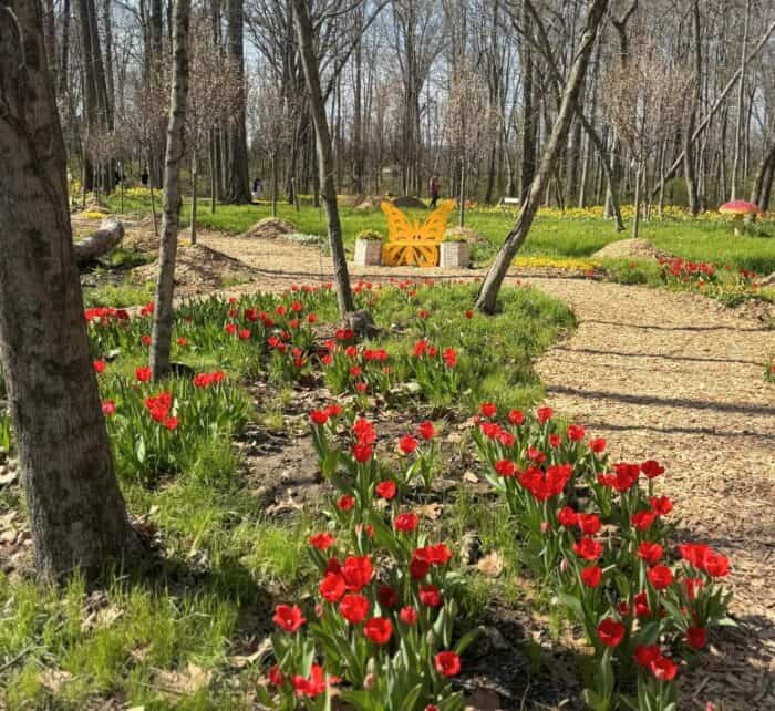 Tulip Trail at Blooms and Berries