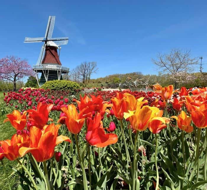 Windmill Island Gardens in Holland, Michigan