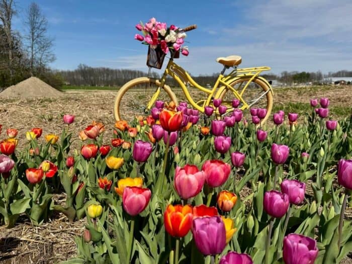 bike at Tulip Trail at Blooms and Berries