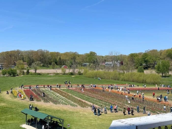 tulip fields at Windmill Island Gardens in Holland, Michigan