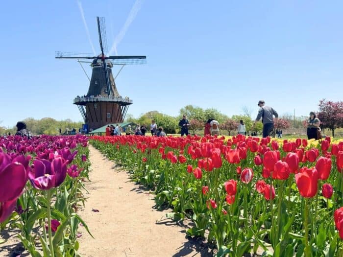 tulips at Windmill Island Gardens in Holland, Michigan