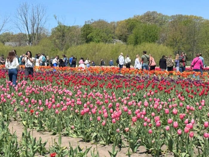 tulips at Windmill Island Gardens in Holland, Michigan