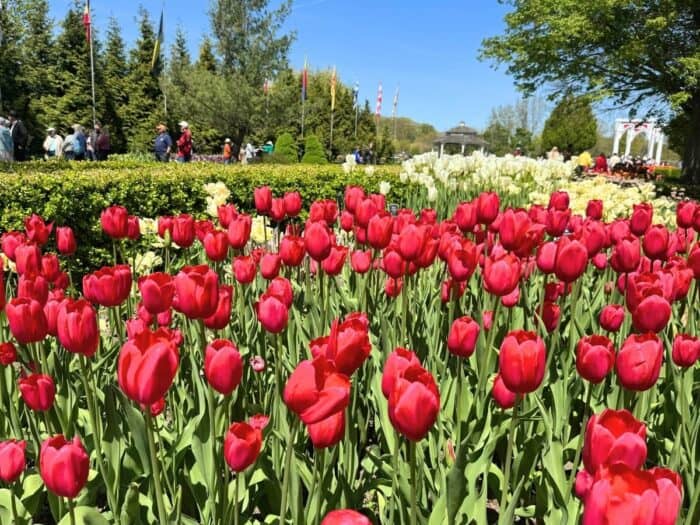 tulips at Windmill Island Gardens in Holland, Michigan