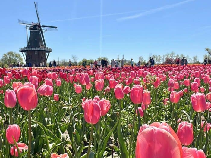 tulips at Windmill Island Gardens in Holland, Michigan