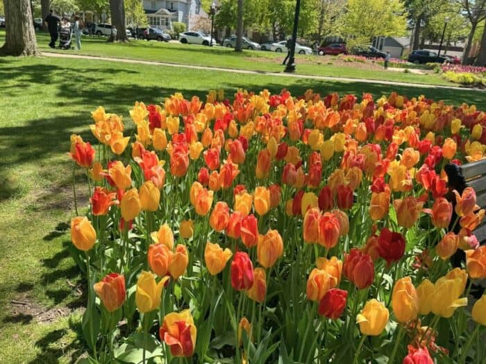 tulips in Holland, Michigan