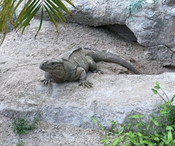 Iguana at Iguanaland in Punta Gorda FL