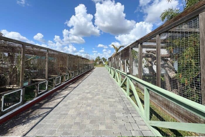 Iguanaland in Punta Gorda FL