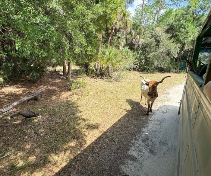 animals at Babcock Ranch in Florida