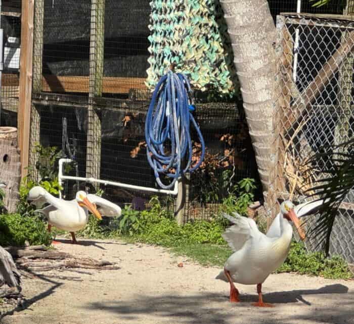 birds at Peace River Wildlife Rescue in Punta Gorda FL