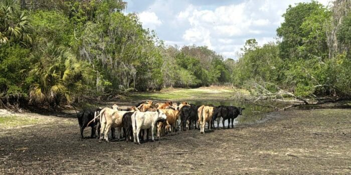 cows at Babcock Ranch in Florida