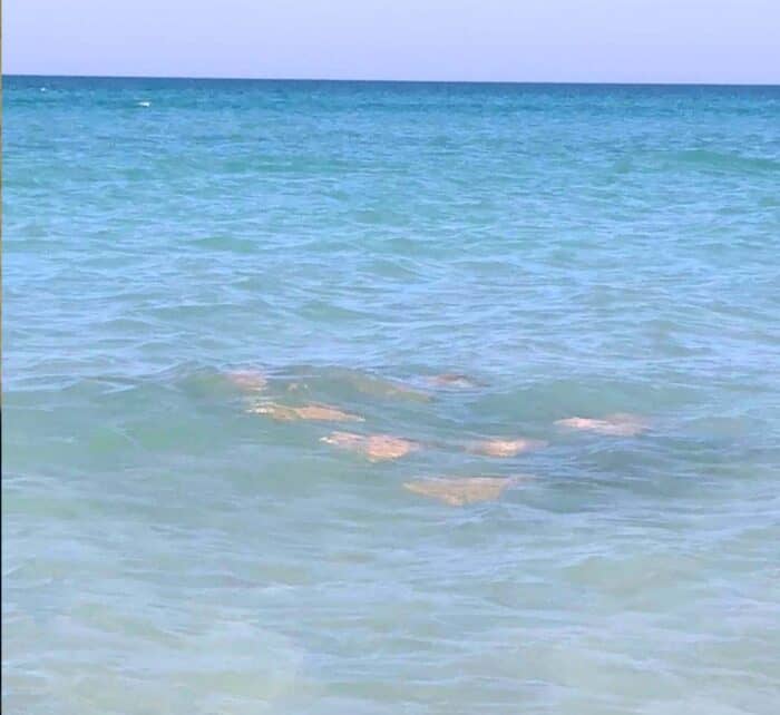 fever of sting rays at Don Pedro Island State Park