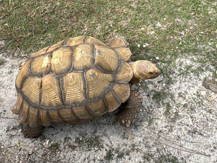 giant tortoise at Iguanaland