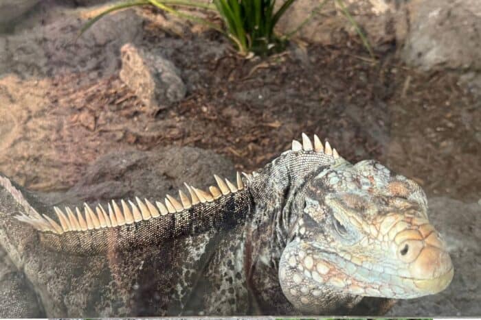 iguana at Iguanaland in Punta Gorda FL
