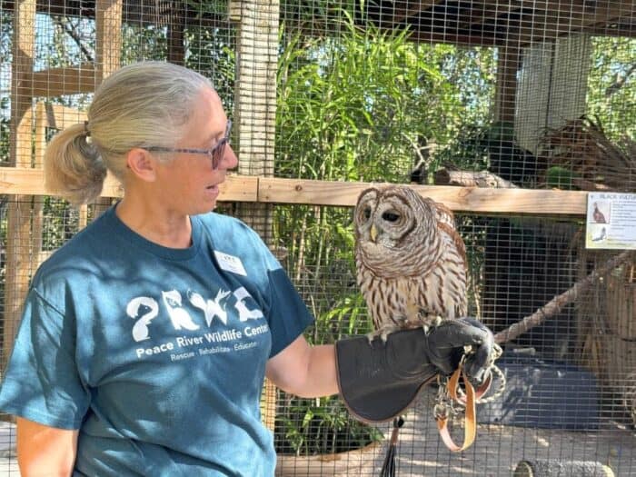 owl at Peace River Wildlife Rescue in Punta Gorda FL