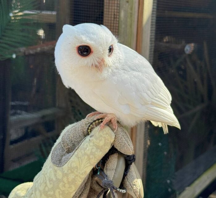 owl at Peace River Wildlife Rescue in Punta Gorda FL