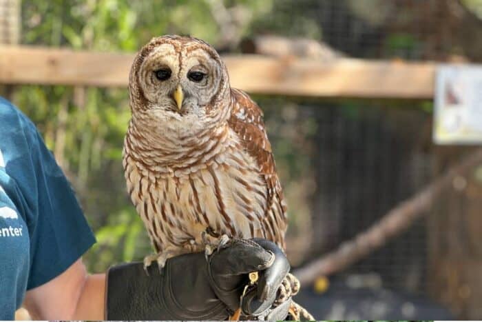 owl at Peace River Wildlife Rescue in Punta Gorda FL