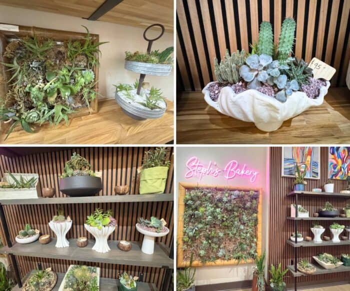 plants at Steph's Bakery and More Punta Gorda FL
