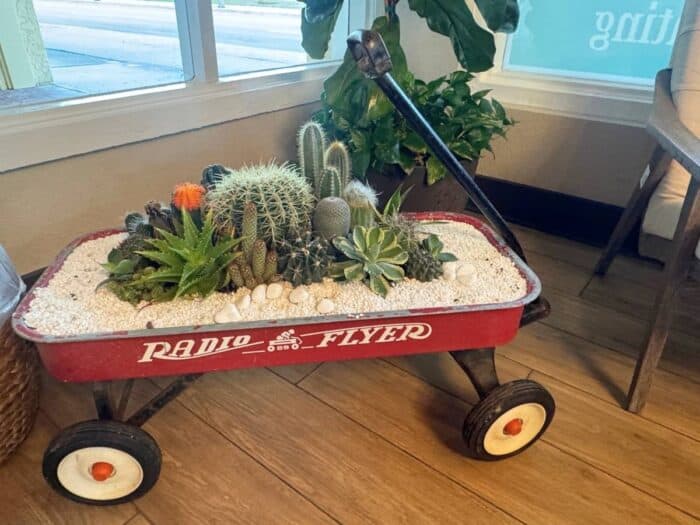 plants at Steph's Bakery and More in Punta Gorda FL