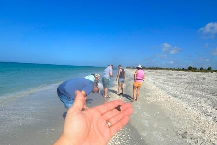 searching for sharks teeth in Don Pedro Island State Park beach