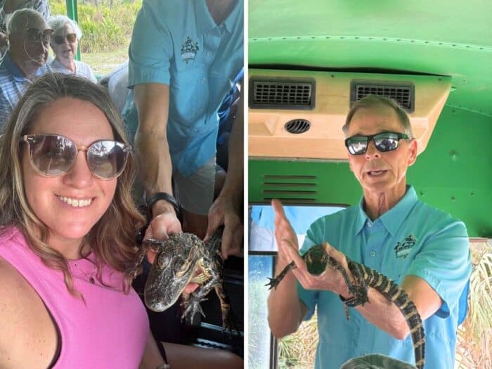 small alligator at Babcock Ranch