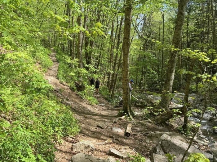 hiking trail Grayson Highlands State Park in VA