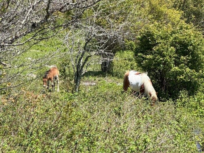 wild ponies Grayson Highlands State Park in VA