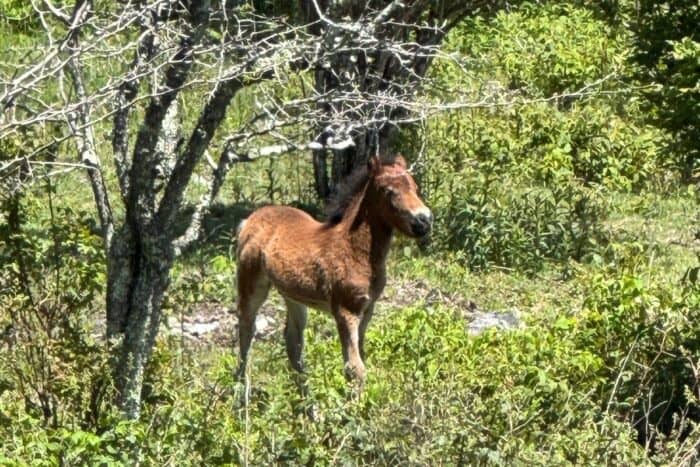 wild ponies Grayson Highlands State Park in VA